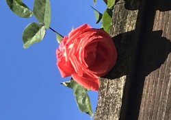 thach-thuc-chu-nghia-hoan-hao-bang-cach-thuc-hanh-long-trac-an-voi-chinh-minh