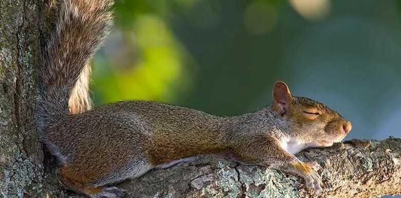 vai-tro-cua-giac-ngu-trong-suc-khoe-tinh-than