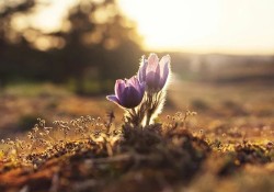 nguoi-khat-khao-tinh-yeu-den-muc-khong-bao-gio-co-duoc-no