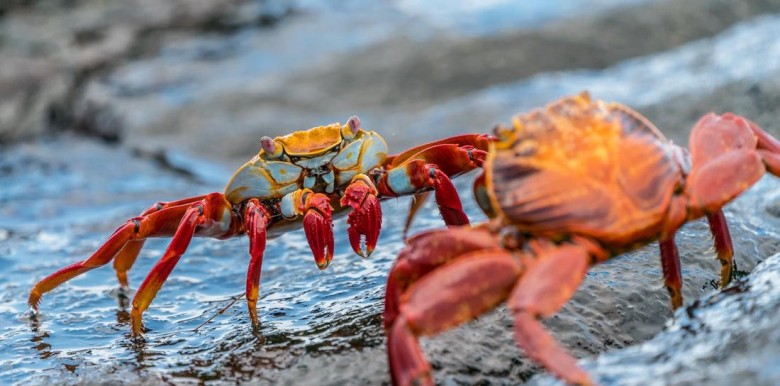 hieu-ung-con-cua-crab-mentality