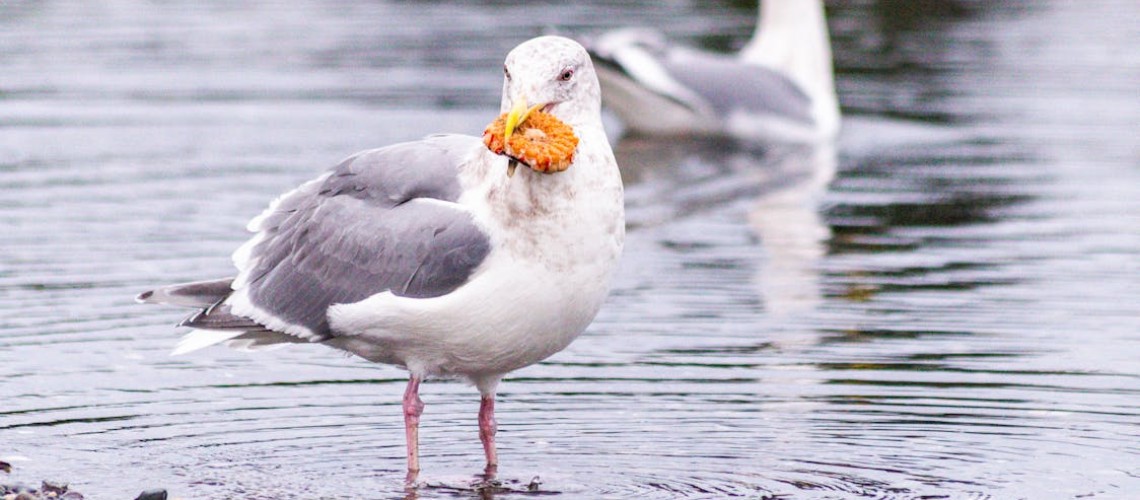 seagulling-trong-hen-ho-la-gi