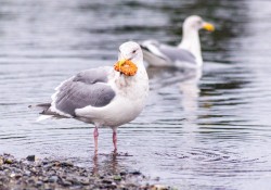 seagulling-trong-hen-ho-la-gi