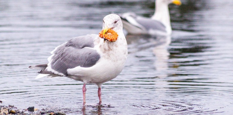 seagulling-trong-hen-ho-la-gi