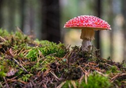 vi-sao-ky-uc-toi-te-cu-mai-deo-bam-ta