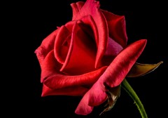 7-dieu-freud-da-nhin-rat-dung-ve-tinh-yeu-va-tinh-duc